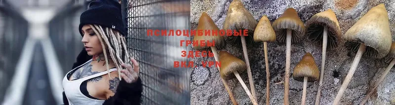 Псилоцибиновые грибы Psilocybe  Воскресенск 